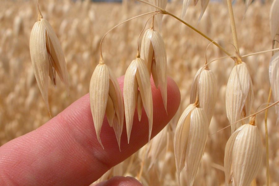 avena