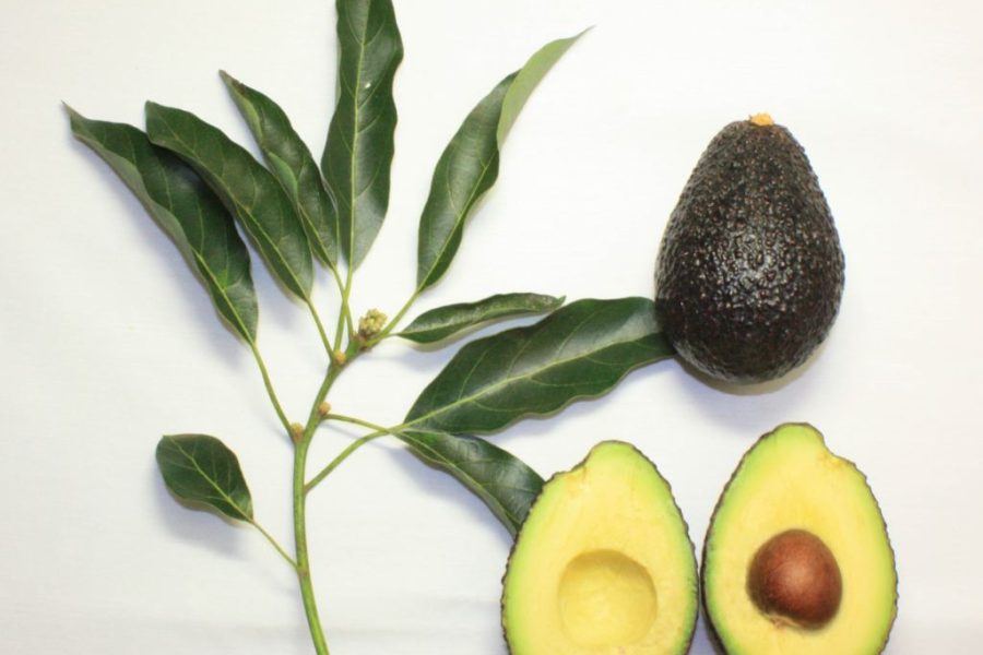 avocado