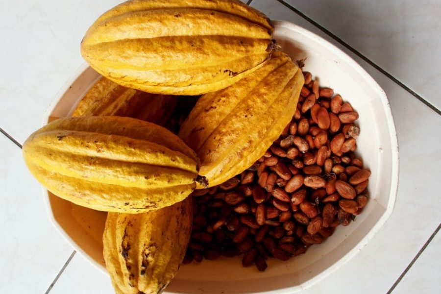cacao