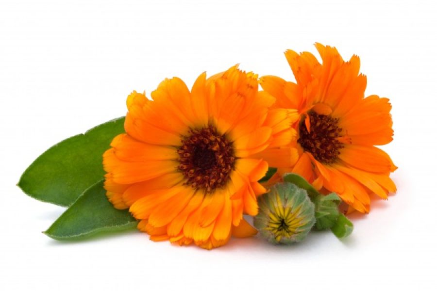 calendula_ok.jpg