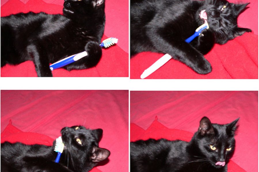 cat_with_toothbrush.jpeg