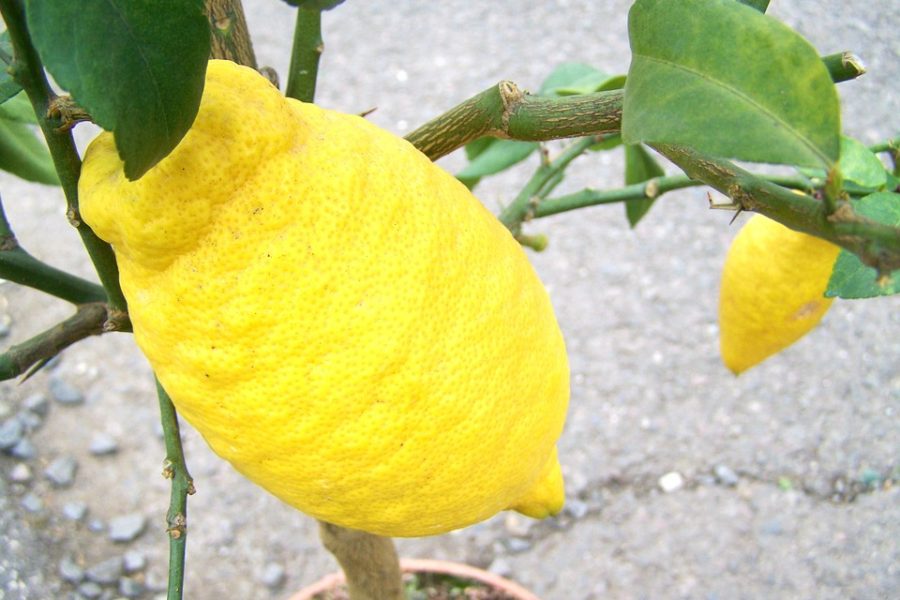 cedro