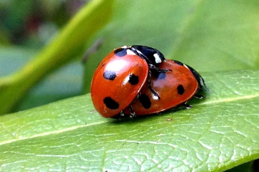 coccinelle