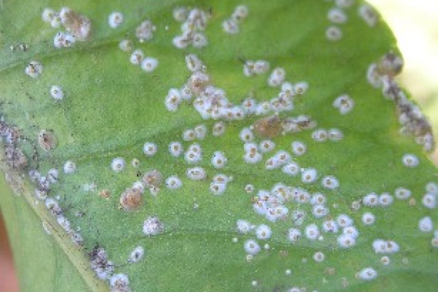 cocciniglia degli agrumi