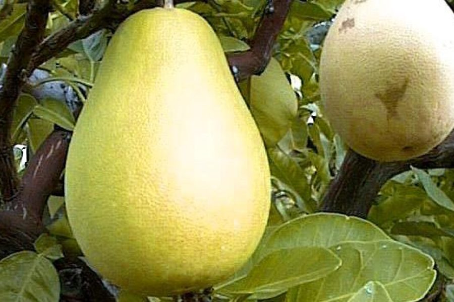 CEDRO PUMMELLO