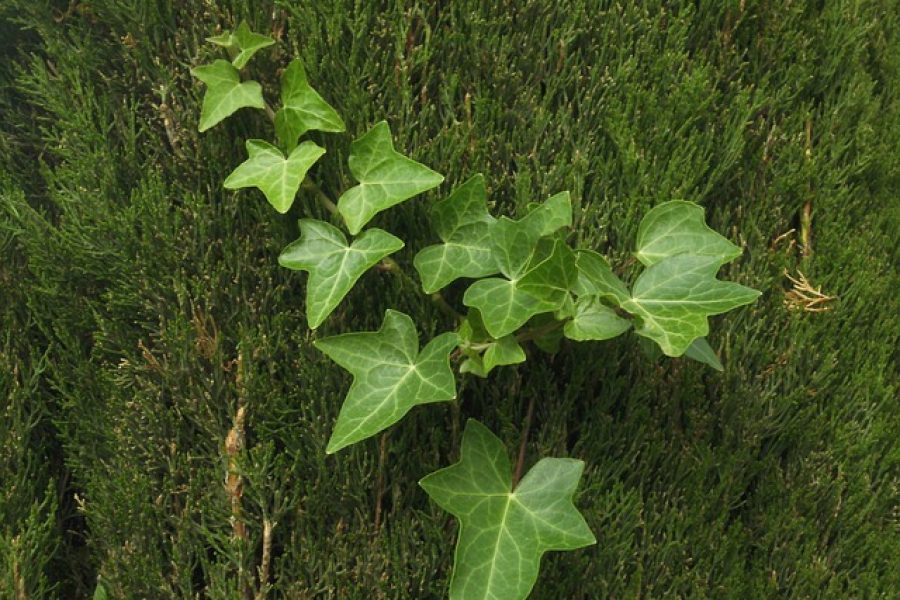 edera per inquinamento domestico