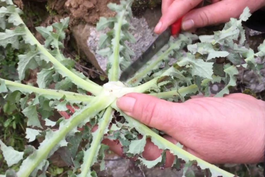 erbe selvatiche commestibili di Febbraio cicerbita 2