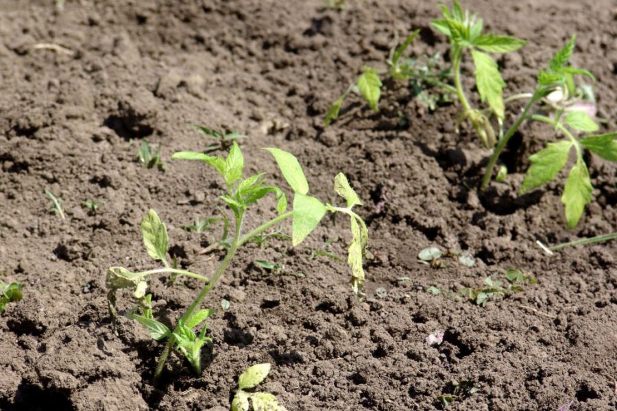 fasi lunari la semina