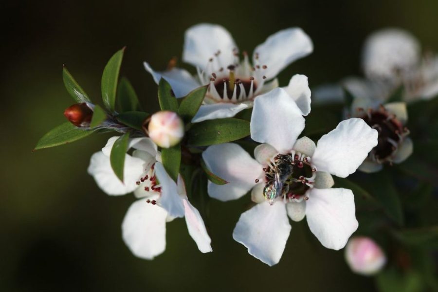 fiori di manuka