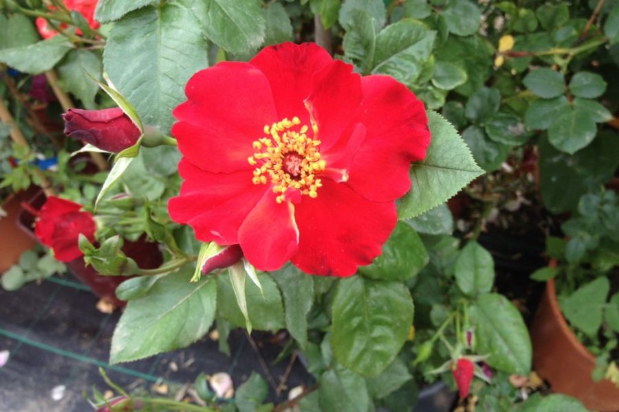 rosa dedicata al vino sagrantino