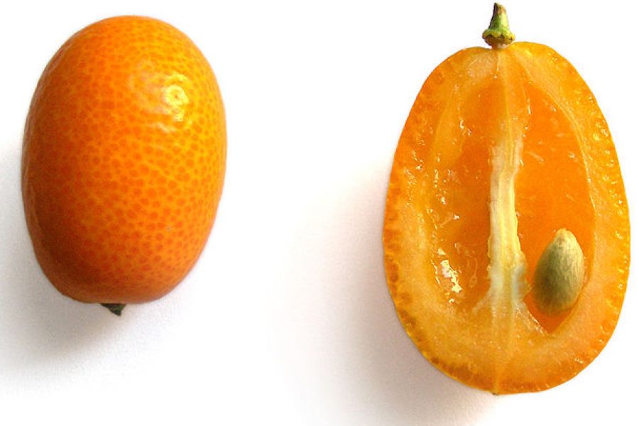 kumquat