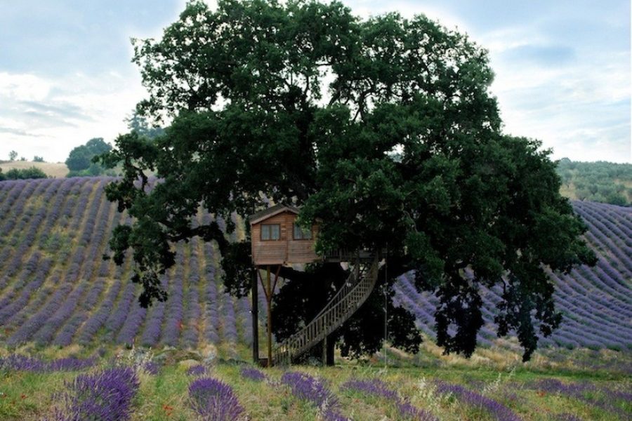 hotel sull'albero viterbo