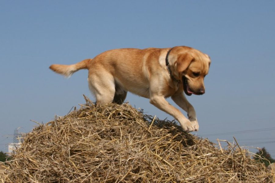cane labrador