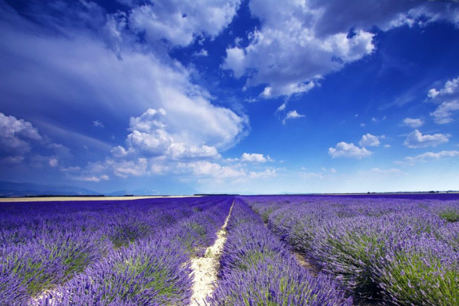 lavanda.jpg