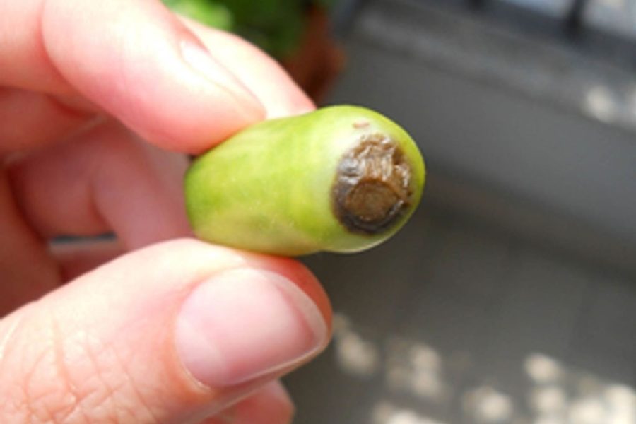 marciume pomodoro ok