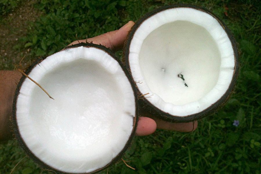 olio di cocco