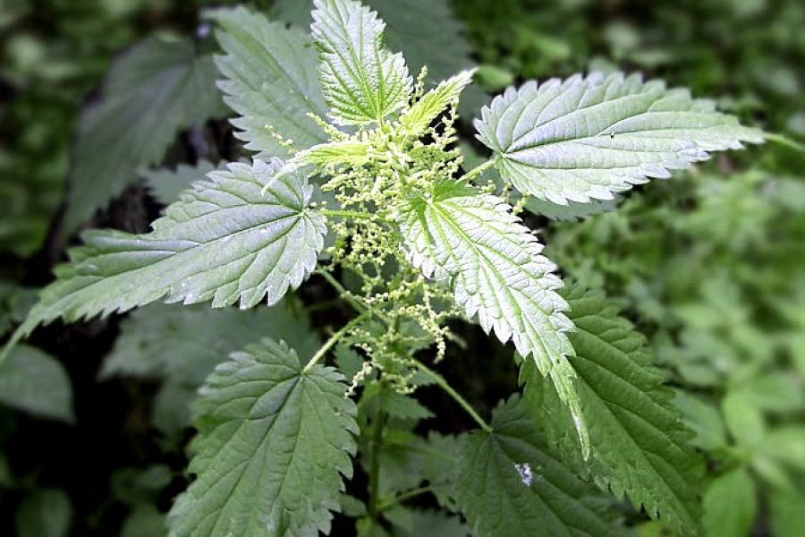 ortica piante medicinali