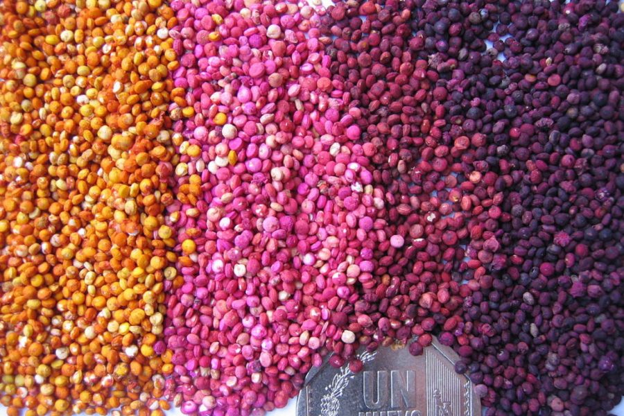quinoa