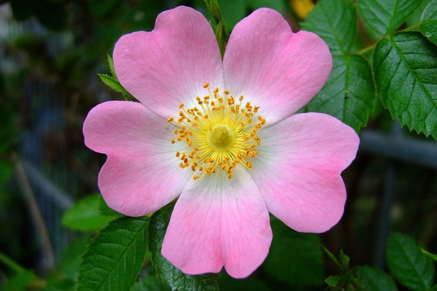 rosa canina