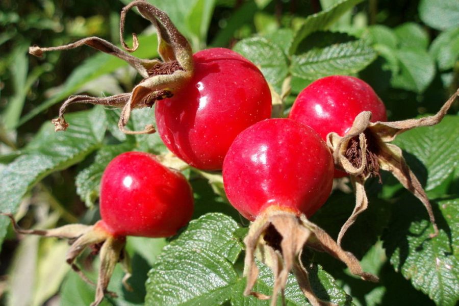 rosa canina