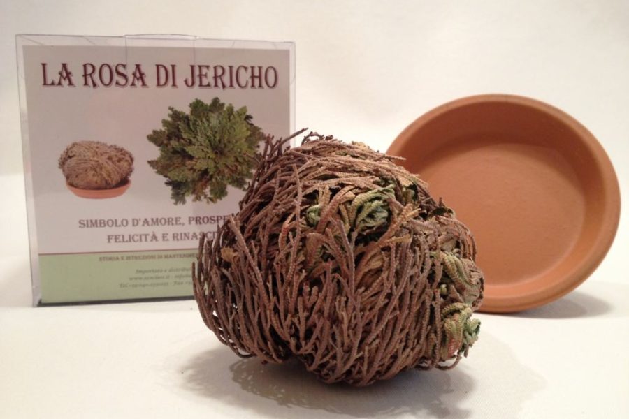 rosa di gerico confezionata