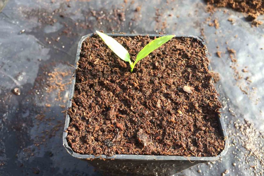 semina del peperoncino