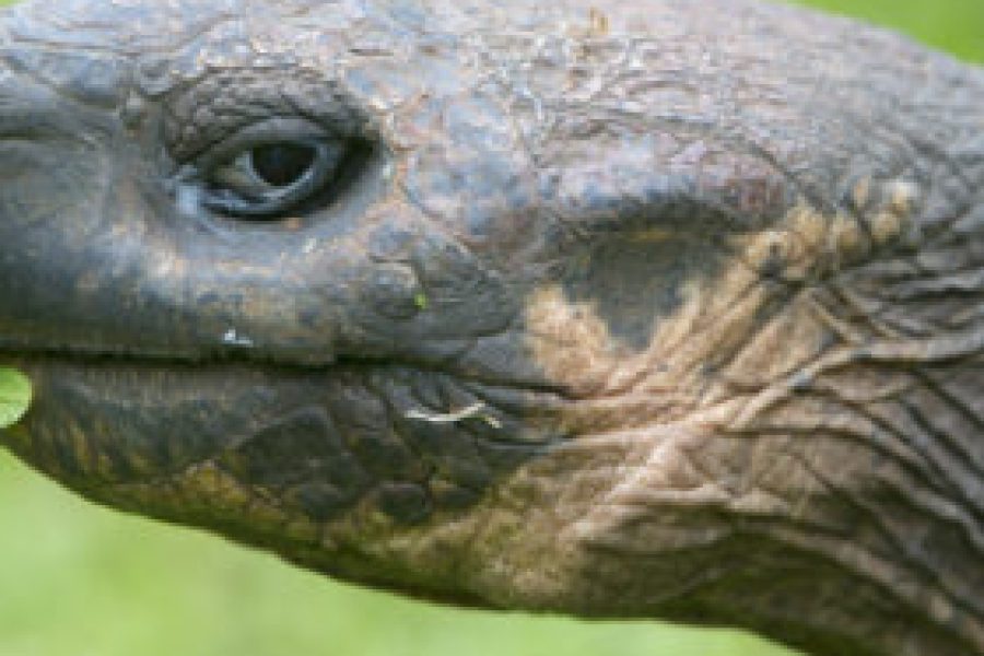 Quando una specie è a rischio di estinzione, per effetto domino, tutte le specie lo sono