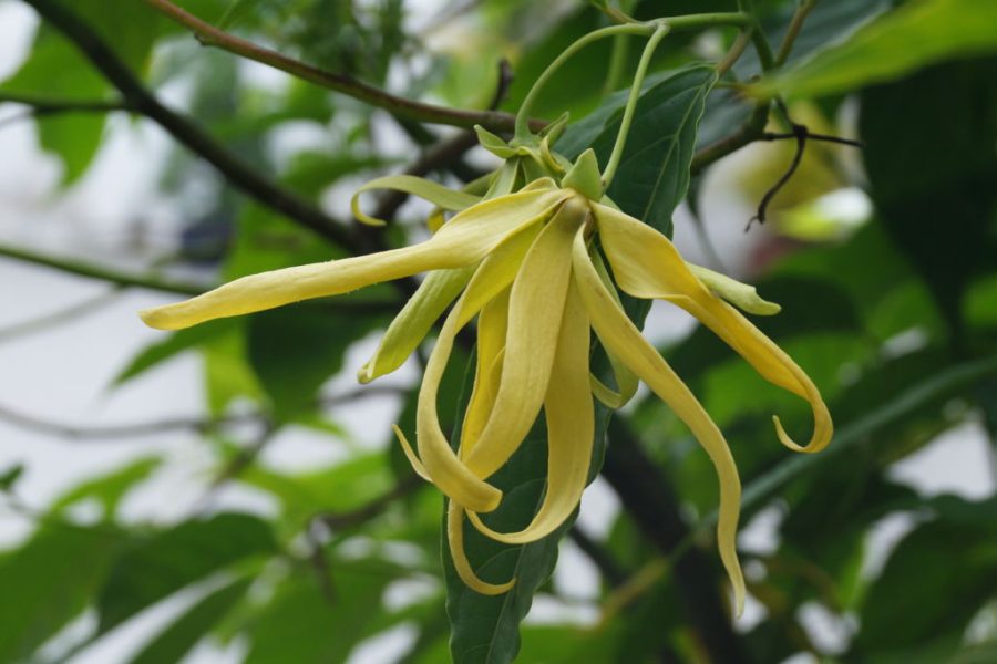 ylang ylang fiore